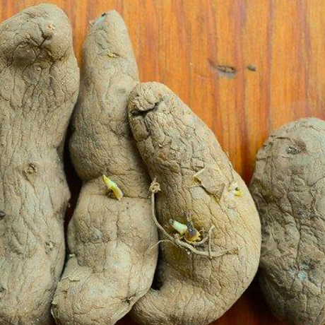 A Complete Guide to Growing the Best Potatoes in Your Garden π₯ www.SeedsNow.com