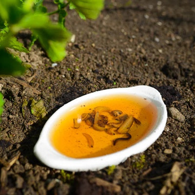 Kill Slugs with Beer πΊ