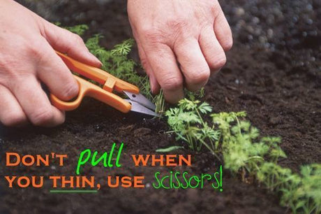 What's the proper way to thin seedlings? π± π±