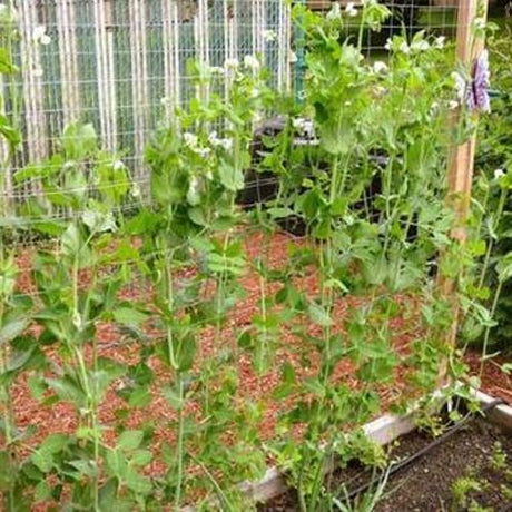 Collection of Tips & Tricks for the Garden βββββ