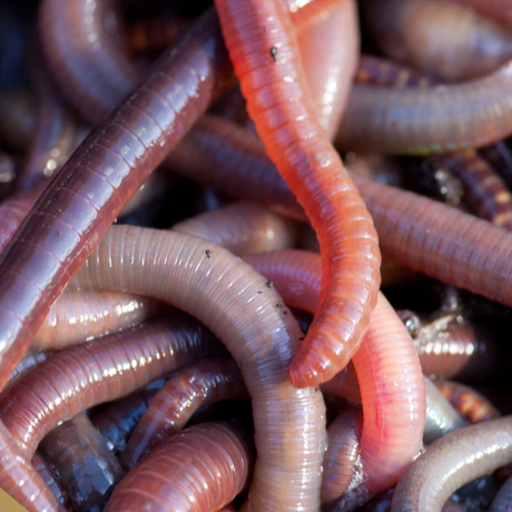 ALL ABOUT WORMS πͺ±