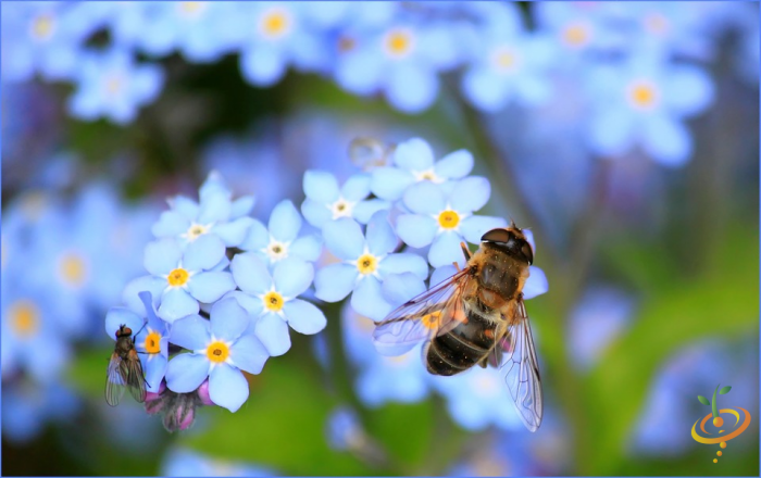 Forget-me-not wildflower seed in SeedsNow partial shade mix, showing vibrant blue flowers and green foliage for garden planting