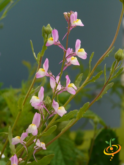 Wildflower mix featuring summer toadflax, hummingbirds, and butterflies, designed for garden scatter planting by SeedsNow