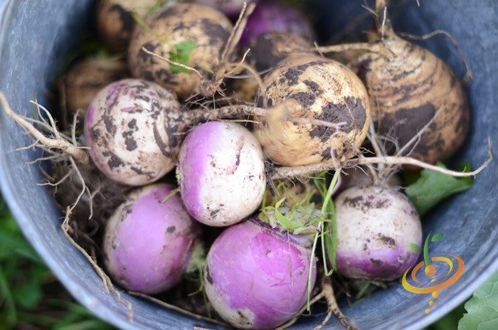 Heirloom non-GMO purple top white globe turnips freshly harvested with soil in a metal container