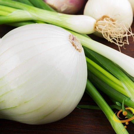 Close-up of fresh Spanish Sweet White Onion with green onion stalks on wooden surface