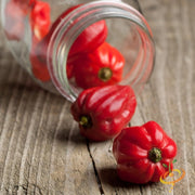 Pepper (Hot) - Habanero, Red Caribbean π₯π₯π₯π₯π₯ - SeedsNow.com