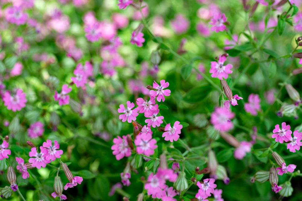 Pink Nodding Catchfly flowers (Silene pendula) with green foliage in a garden setting
