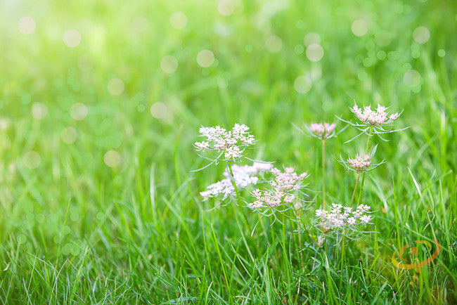 A close-up of fresh caraway seeds in a bowl, showcasing the small, brown, elongated spice from SeedsNow on a neutral background.