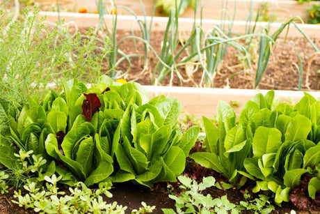 Plant these seeds in July & August for a Fall/Winter Harvest