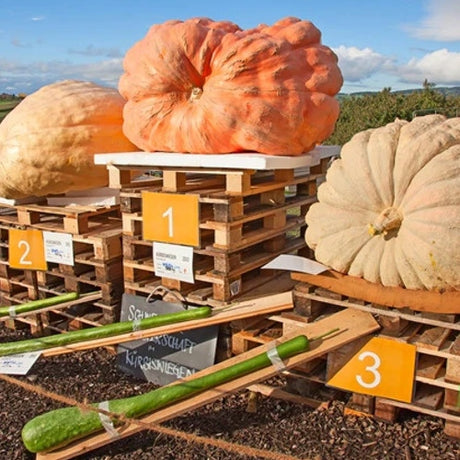 How to Grow a Giant Pumpkin from Seed 🎃