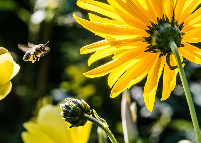 All Flowers & Pollinators