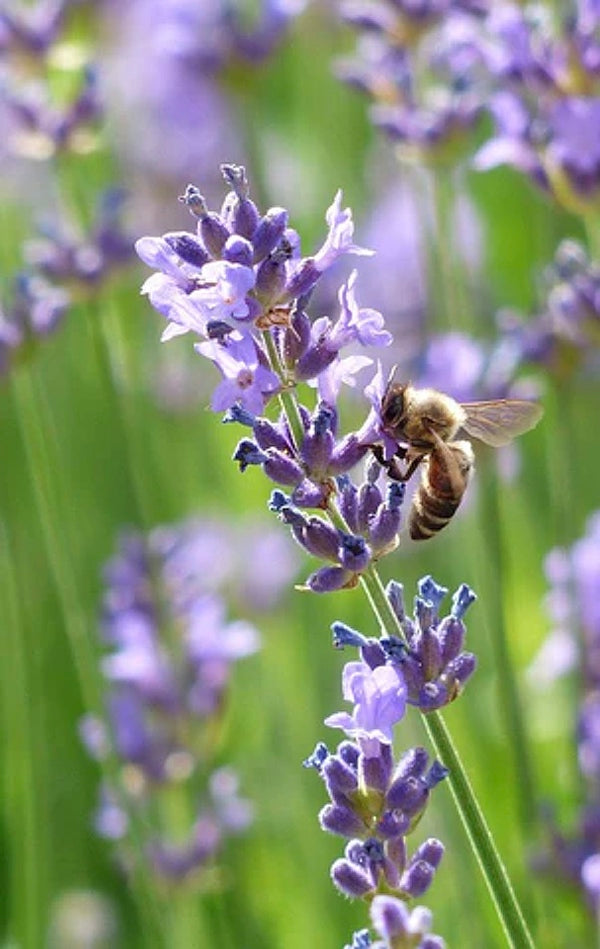 All Lavender Seeds