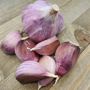 Fresh hard neck porcelain garlic bulb from SeedsNow-Garlic, showcasing its white papery skin and tightly packed cloves.