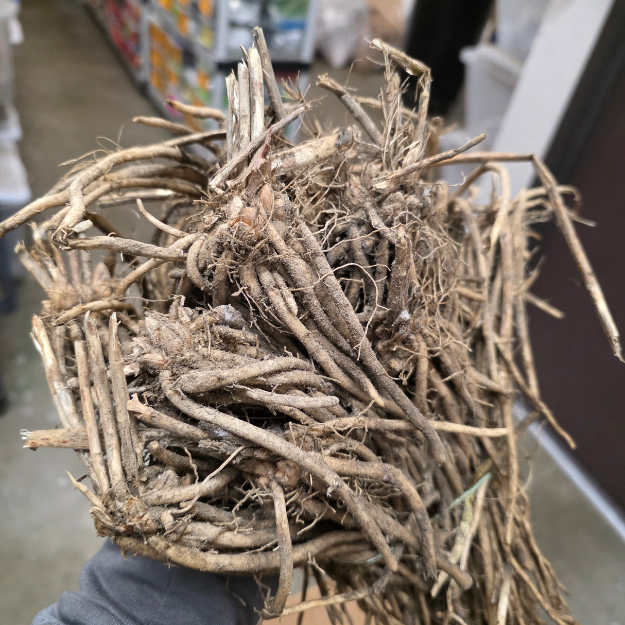 Asparagus (Crowns/Roots) - Millennium