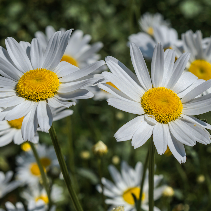 Flowers - Daisy, Ox-Eye