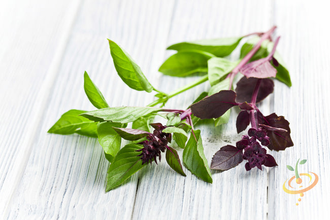 Basil, Cinnamon (Mexican Basil) - SeedsNow.com