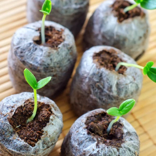 *FREE GIFT w/any-size order today! All-in-1 Romaine Lettuce Starter Kit