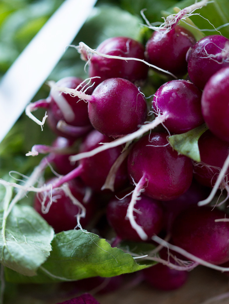 Radish - Beauty, Purple