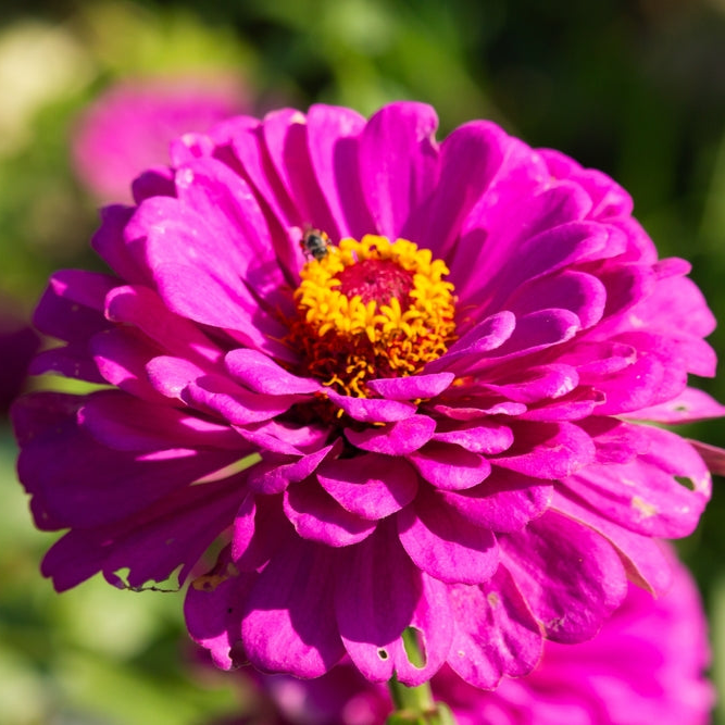 Zinnia, Luminosa Flowers seeds