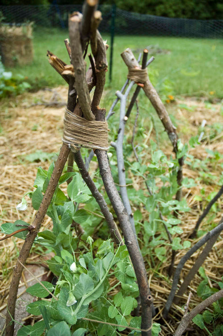 Vine teepee garden structure with climbing plants and seed variety pack display