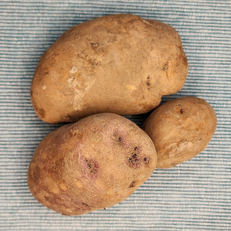 Organic Caribe early-season potato seed from SeedsNow-Potatoes, showing round, fresh potato tubers ready for planting.