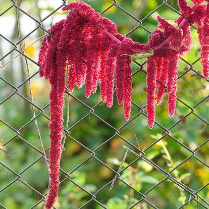 Amaranth - Red Garnet