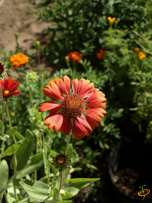 Wildflowers - All Perennial Scatter Garden Seed Mix - SeedsNow.com