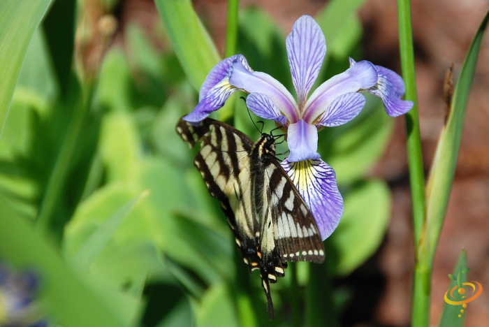 Wildflowers - California Native Scatter Garden Seed Mix - SeedsNow.com