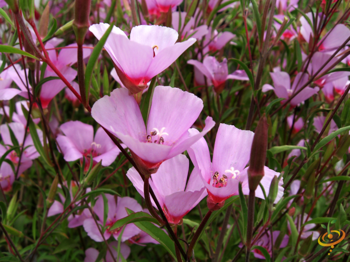 Wildflowers - Partial Shade Scatter Garden Seed Mix - SeedsNow.com