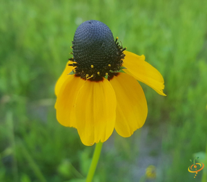 Wildflowers - Coneflower Scatter Garden Seed Mix - SeedsNow.com