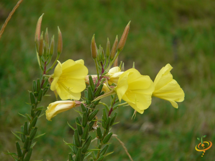 Wildflowers - All Perennial Scatter Garden Seed Mix - SeedsNow.com