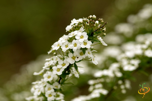 Wildflowers - Fragrant Flower Scatter Garden Seed Mix - SeedsNow.com