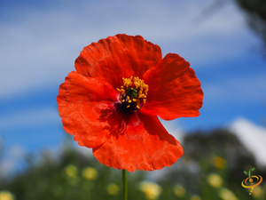 Wildflowers - Poppy Scatter Garden Seed Mix - SeedsNow.com