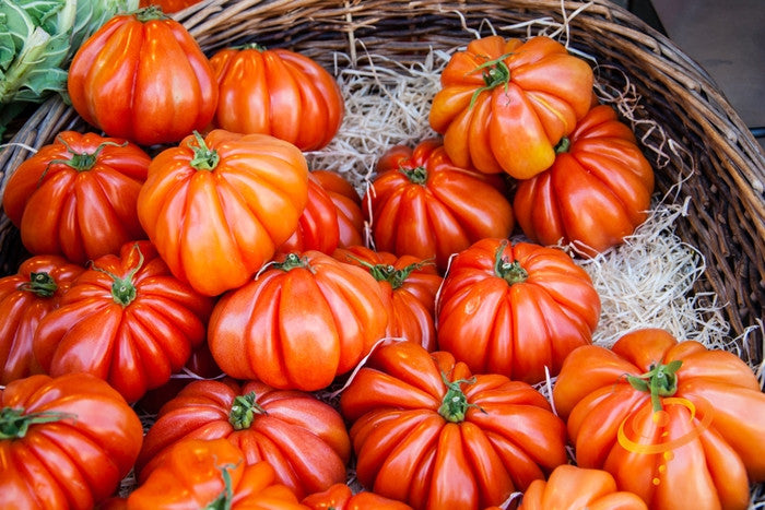 Tomato - Beefsteak/Ponderosa Red [INDETERMINATE].