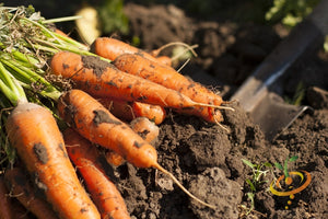 Carrot - Danvers, 7" Long.