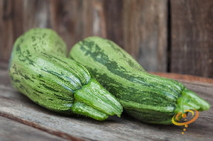 Squash (Summer) - Cocozelle.