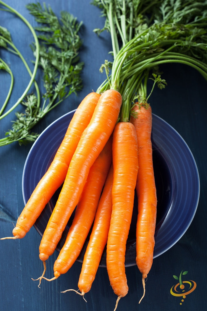 Carrot - Tendersweet, 7" Long.