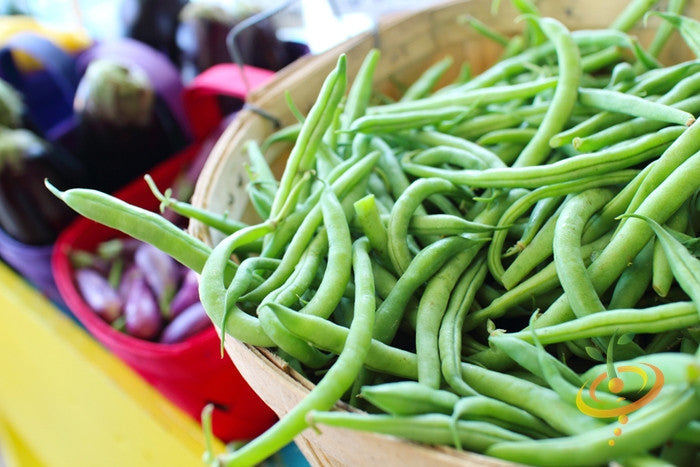 Bean (Bush) - Harvester.