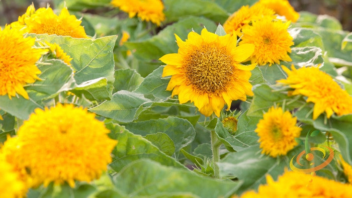 Sunflower - Sungold, Dwarf Sunspot.