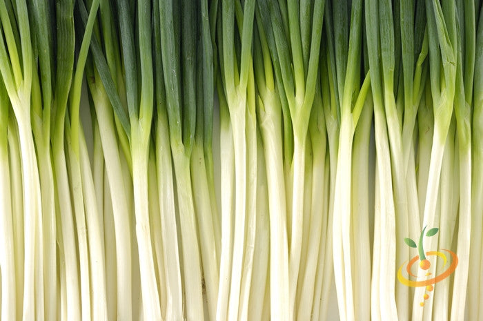 Onion - Tokyo Long White (Bunching).