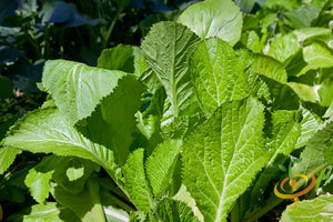 Mustard - Florida Broadleaf.