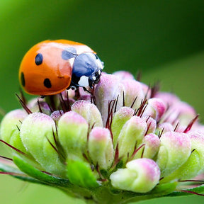 Wildflower Mix by SeedsNow featuring beneficial insect garden seed mix with colorful wildflowers for attracting pollinators.