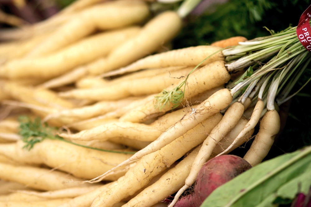 Carrot - Lunar White, 12" Long - SeedsNow.com