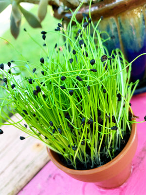 Sprouts/Microgreens - Chives, Garlic - SeedsNow.com