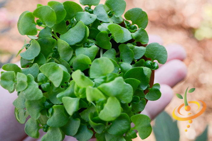 Sprouts/Microgreens - Basil, Green - SeedsNow.com