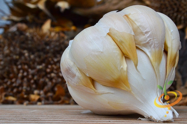 Garlic - (Soft Neck) Silver Rose.