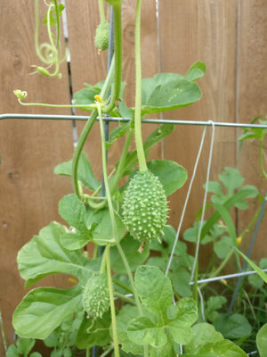 Cucumber - Cucamelon, West Indian Burr Gherkin - SeedsNow.com