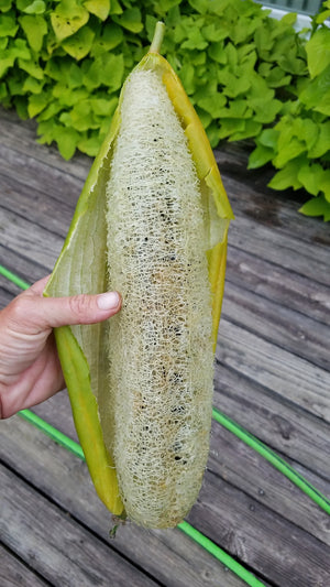 Gourd - Luffa - SeedsNow.com