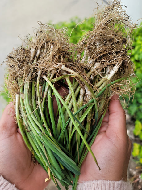 Leek (Transplants) - OG American Flag - SeedsNow.com