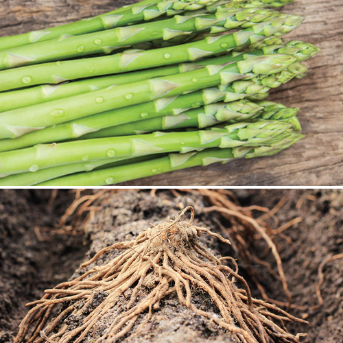 Fresh Millennium Asparagus roots with healthy green crowns, ideal for planting and home gardening.